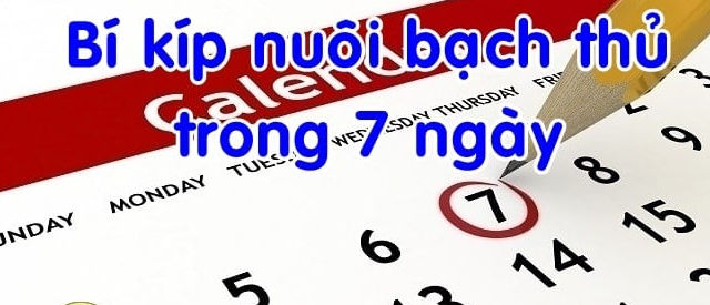 Nuôi bạch thủ trong khung 7 ngày bí quyết chơi không nên bỏ qua